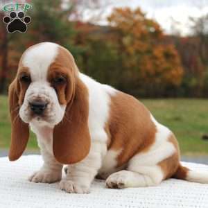 Brinley, Basset Hound Puppy